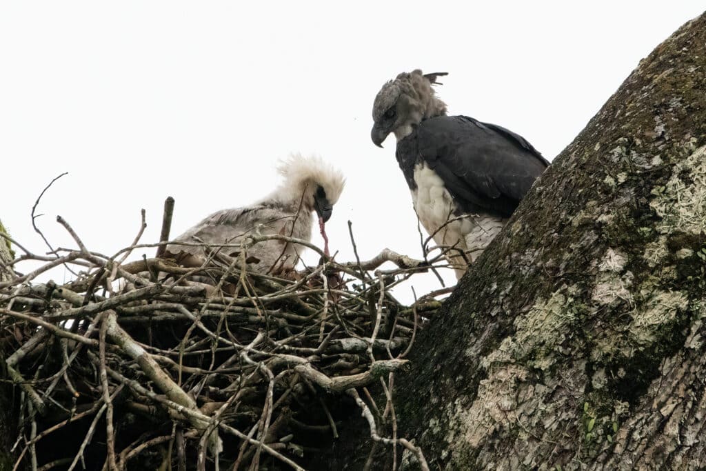 Harpy eagle nest in Manu Peru Amazon rainforest