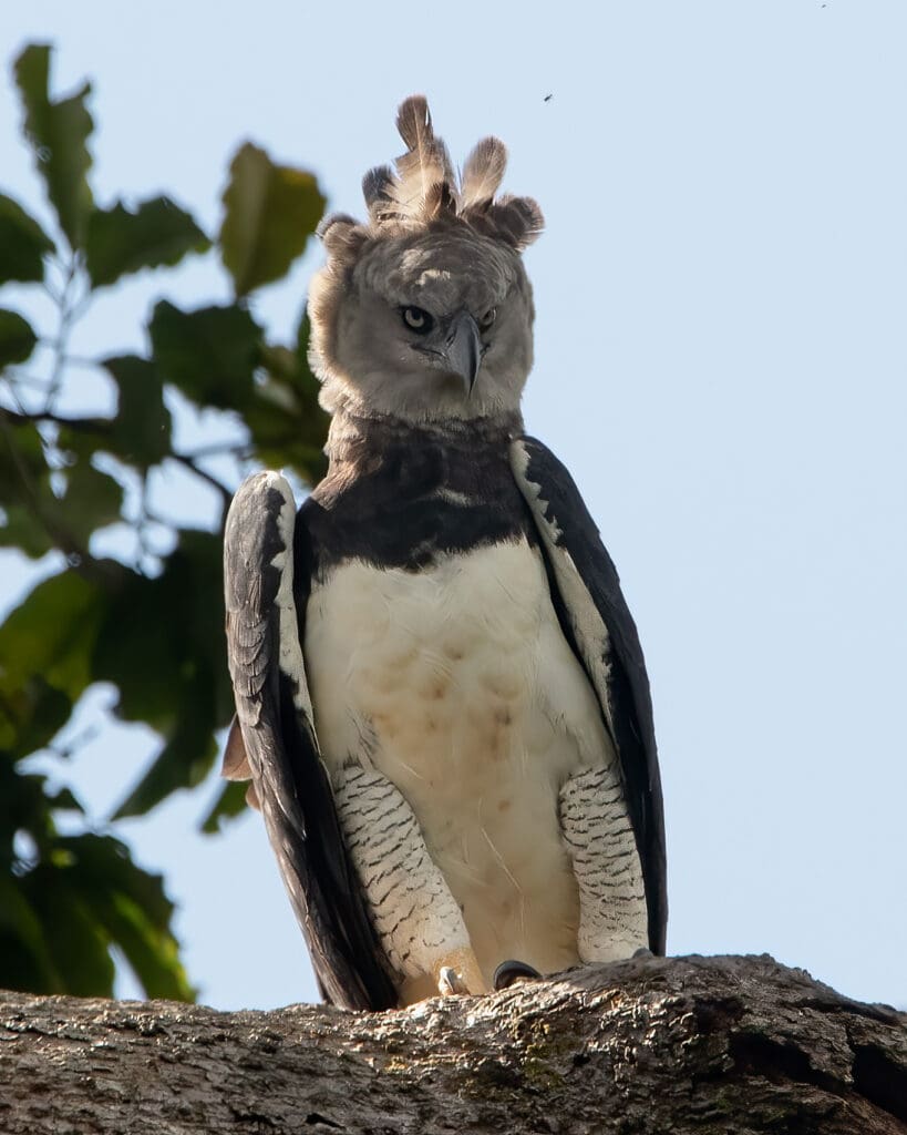 Harpy Eagle (Harpia harpyja) perched on a tree, WILDTROPIX