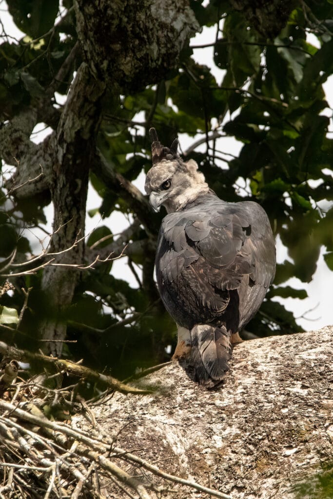 Male harpy eagle in Manu Peru Amazon rainforest