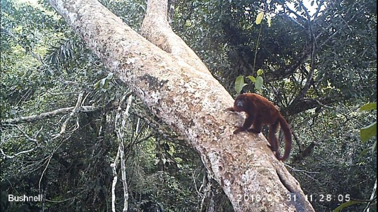 Bolivian Red Howler Monkey Camera trap image