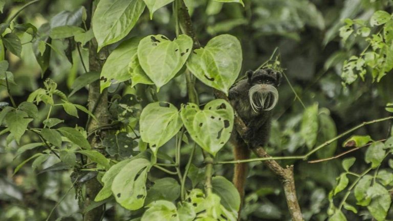 wildlife-watching-tours-amazon-rainforest-peru-manu-national-park-crees